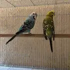 زوج للبيع مع ملحقاته طيور البادجي