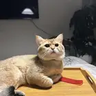 تزاوج قطط ذكر