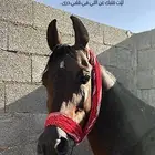 حصان