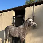 فرس شعبية كفو للبيع العمر 4 سنوات و شهور تقريبا