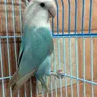 السلام عليكم معي روز أنثى للبيع السعر 135 العمر سنه ونص