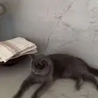 قطو سكوتش فولد