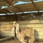 عنز عارضية صفرا صنف ( ثنيه ) دافع 4 شهور