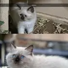 قطط شيرازي للبيع
