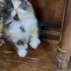 تلات دكور بيرشن بيكي فيس ودول فيس العمر شهر ونص