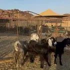 معزا((تم البيع))