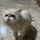 قطة بيكي فيس لون ابيض