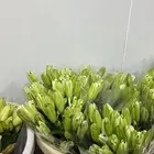 ورد طبيعي بسعر الجمله