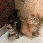 قطط سكوتش للبيع