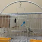 جوز طيور الحب