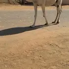 لقحه له فوق 8 شهور عل باتلي كفوو سليمه من جميع العذريب