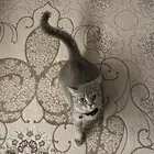 قط سكوتش شيرازي