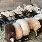 ذبائح نعيم طيبه