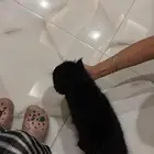 قط ذكر شيرازي سكوتش
