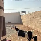 عنز هولنديه