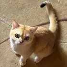 قط سكوتش فولد غير معقم