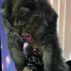 بسه سكوتش( للبيع)