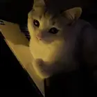 قطط للتبني