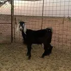 تيس طيب