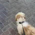 كلب للتبني برسوم