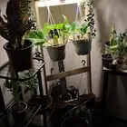 نبات منزلي بسعر منافس