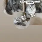 قطط للبيع