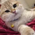 قطط سكوتش فولد