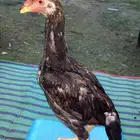 فروخ دجاج يباني