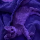 قطه صغيره للبيع