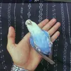 ببغاء روز للبيع عمره 7اشهر اليف