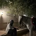 تدريب ركوب خيل شخصي