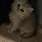 قطة صغيره للبيع