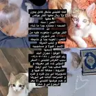 قطه للتبني