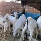 تيوس بيشيات
