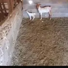 معزا مشاكيل كل وحدة تحتها تابع