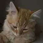 المزاحميه