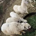 طليان حري للبيع
