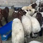 هرافي نعيم لبانيه طيبه