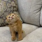 قط ذكر نوع   سكوتش فولد للبيع اليف ولعوب