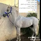 العيص