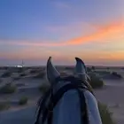 تدريب ركوب خيل