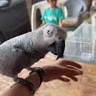 كاسكو
