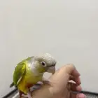 كنيور انناس