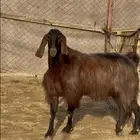 فحل مصري كفو