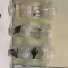 اسماك فايتر