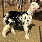 خروف نجدي مشروع فحل ((تم البيع خارج الموقع))