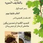 طعام