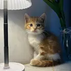 كتن لتبني ذكر