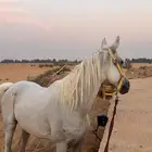 فرس شعبي لقاح ثمانيه شهور