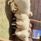 خرفان